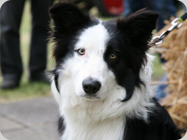 dorffest2015__175_.jpg