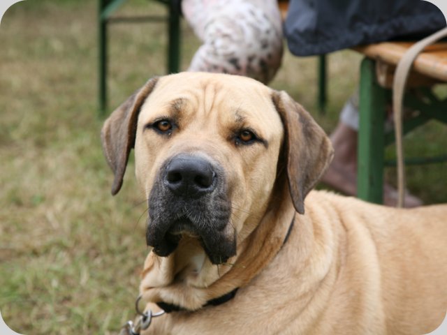 dorffest2015__182_.jpg