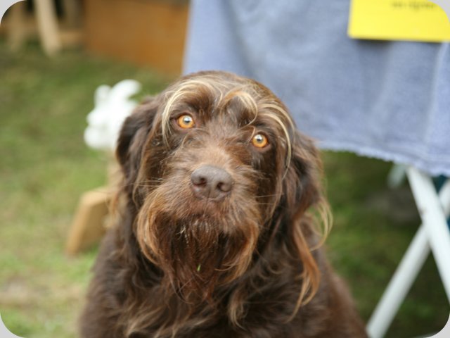 dorffest2015__194_.jpg