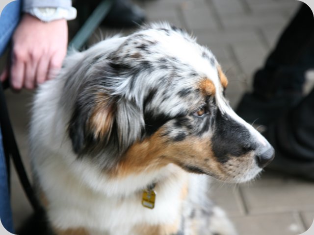 dorffest2015__285_.jpg