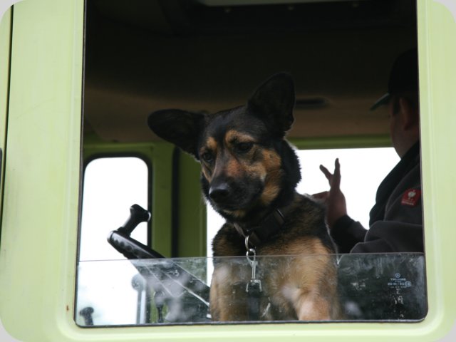 dorffest2015__362_.jpg
