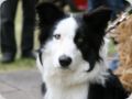 dorffest2015__175_.jpg